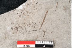 Foto (Detailansicht) von Pinus sp. (NHMW-GEO-2024-0188-6676)